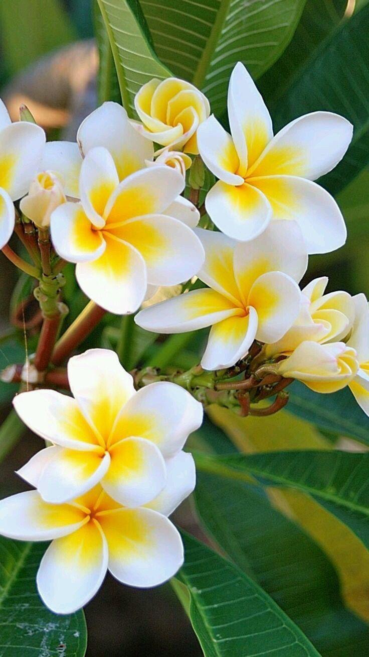 Whispers of Nature's Elegance Bouquet