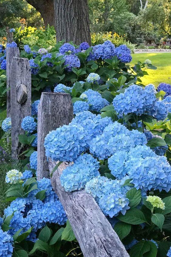 Whimsical Garden's Symphony Ensemble